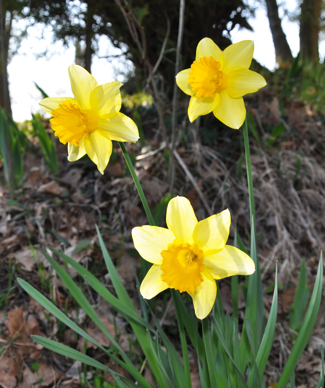 fiori-gialli